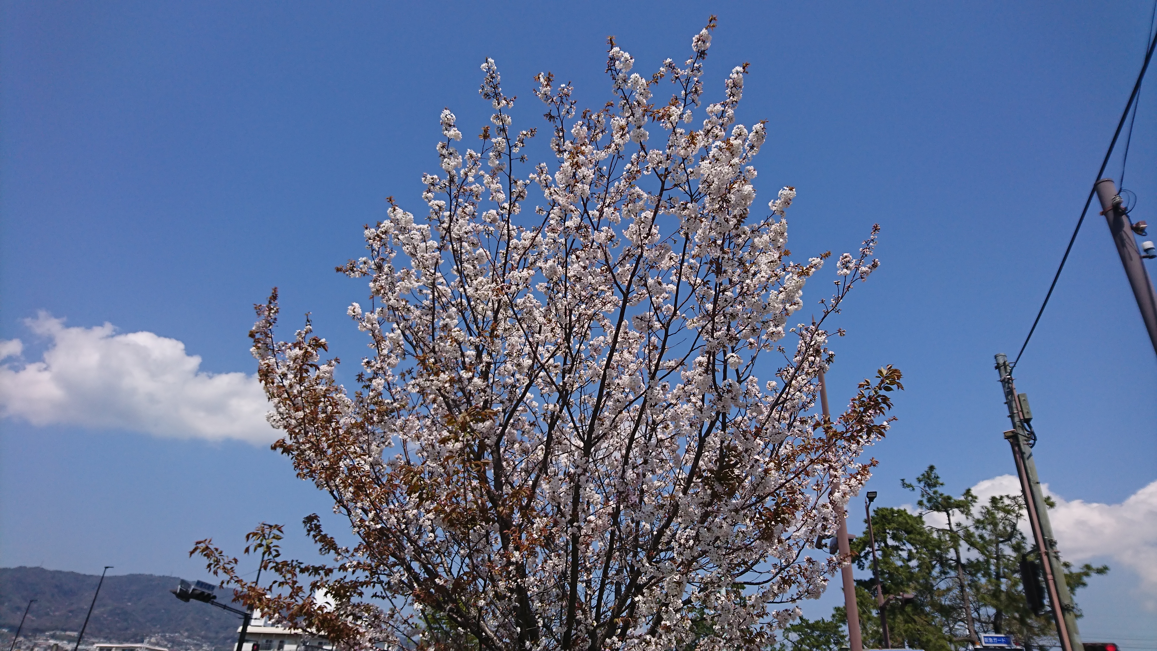 アップロードファイル 881-1.jpg